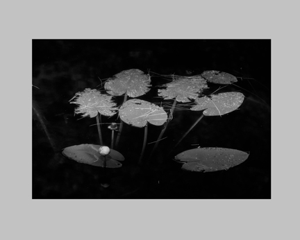 underhill-water-lilies