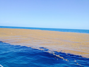 “What is the ocean unbounded by a shore? The Sargasso Sea, off the eastern coast of the US. The wheat-colored Sargassum weed is the only thing that grows here.”