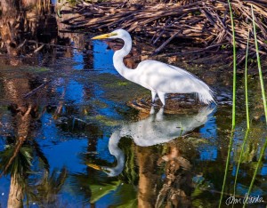 Egret Reflection