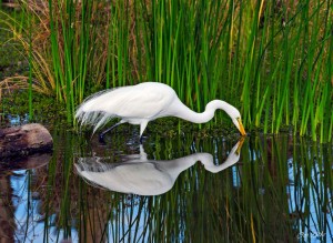 Egret Hunting