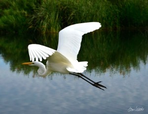 Egret Flying