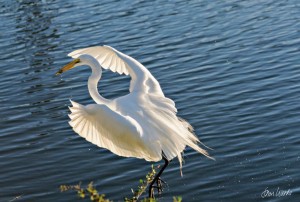 Egret Sun