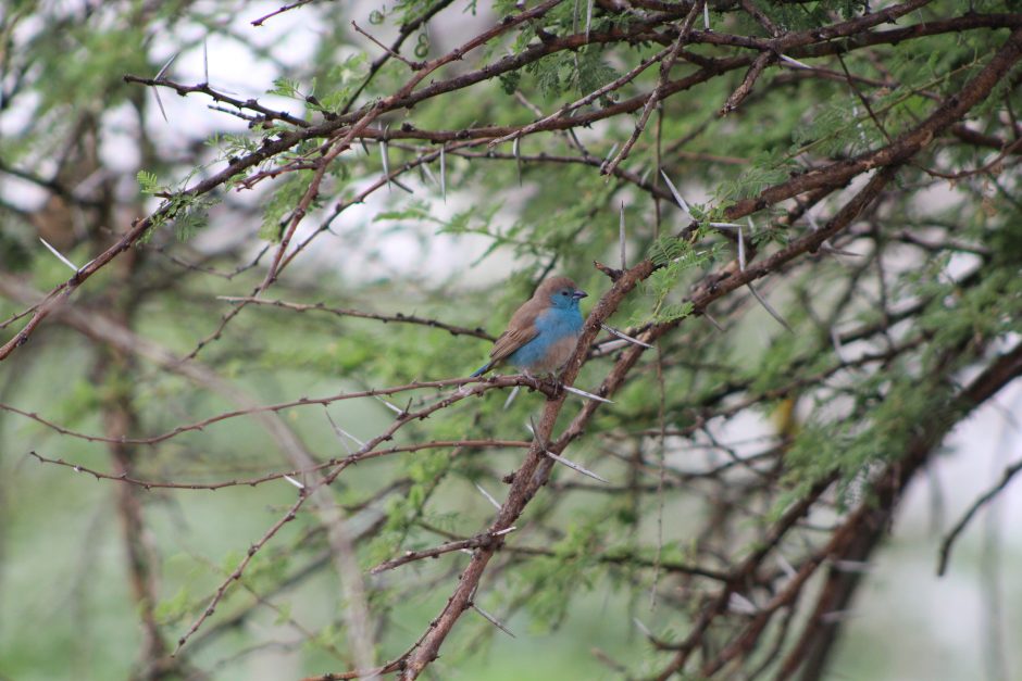 “A Blue Finch”— Short Fiction of Ana Vidosavljevic