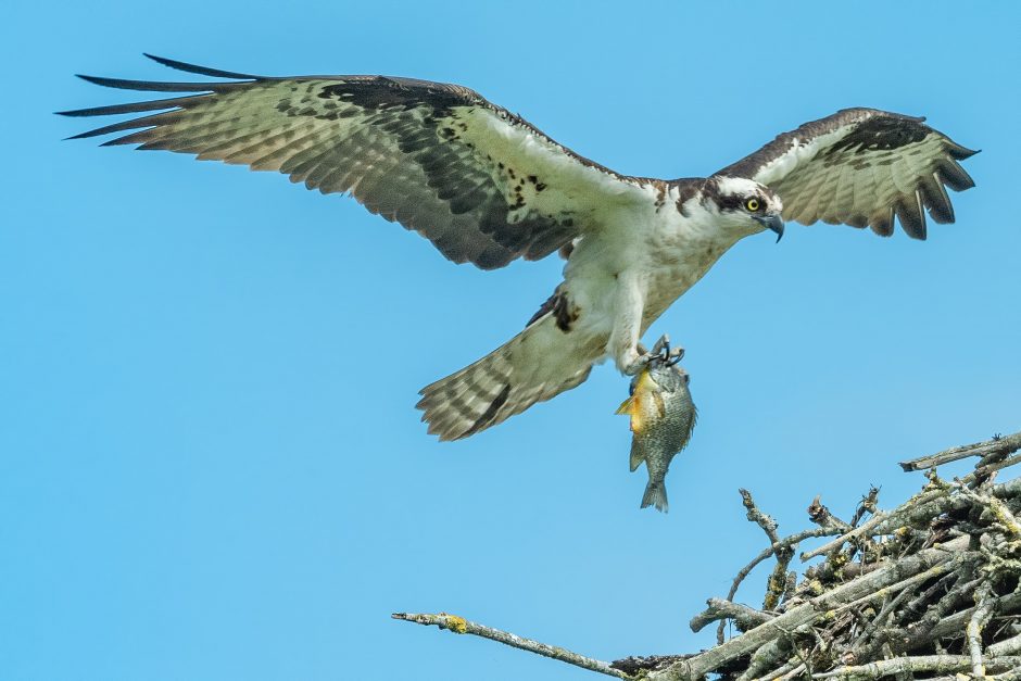 “Professor Walker’s Leap of Faith,” by Robert Pope