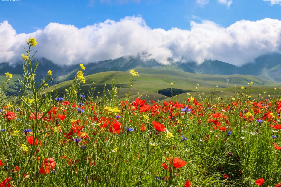 “Tobias and the Wildflower Utopia,” by Derrick R. Lafayette